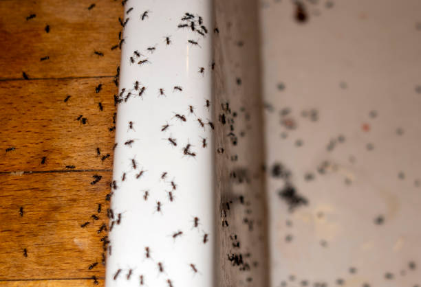 Pest Prevention Services in Murillo, TX