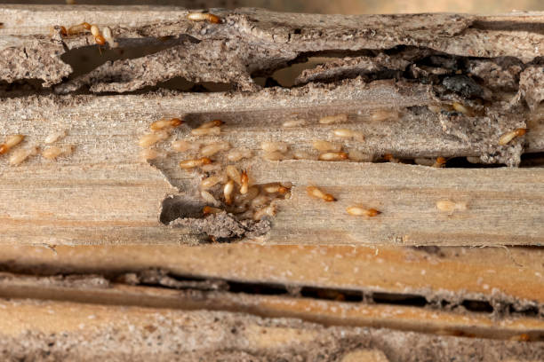 Best Ant Control Services  in Murillo, TX
