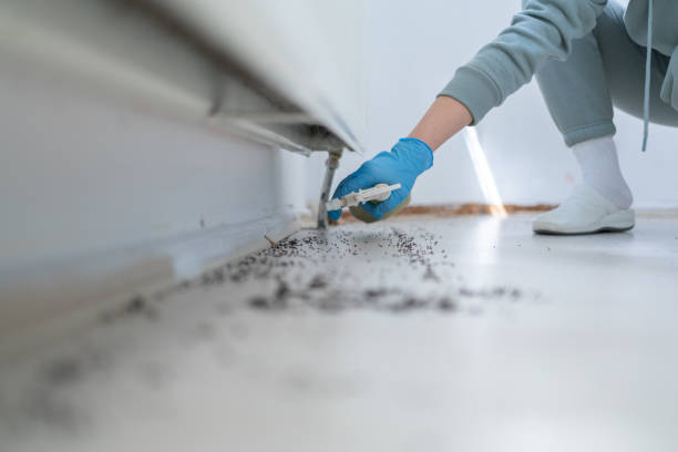 Best Wasp Removal Services  in Murillo, TX